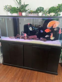 Fish tank
