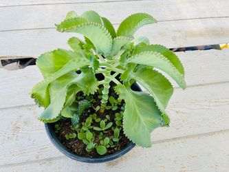 Kalanchoe Mother of Thousands Succulent Live Plant