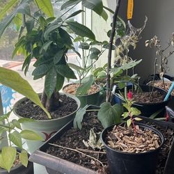 Snake,plants, computer with monitor and gaming chair