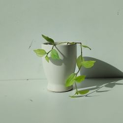 Rare Tradescantia Ghost Mint Plant/ Indoor Plant/ House Plant flower patio garden