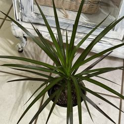 🌿HAWAIIAN MONEY TREE🌿Dracaena Marginata ❤️PLS READ DESCRIPTION
