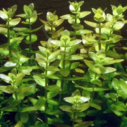 Bacopa Caroliniana 