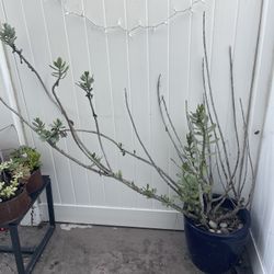 Succulent In Planter 