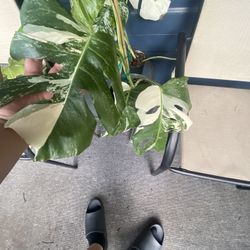 Monstera Albo White Tiger 