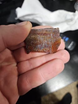 Agatized Petrified Dinosaur Bone