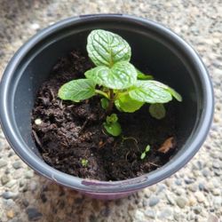 Mint Plant Live