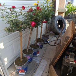 Beautiful Stand Up Roses