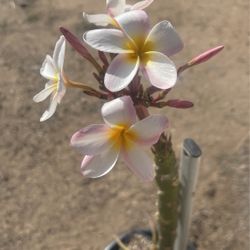 Plumerias en maceta de cinco galones la Plumerias mide tres pies
