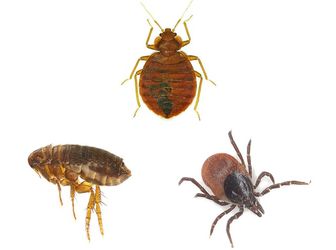 Bugs and Insects