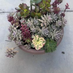 Succulents Plant 