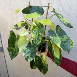 6” Xl Philodendron Burle Marx Variegated 