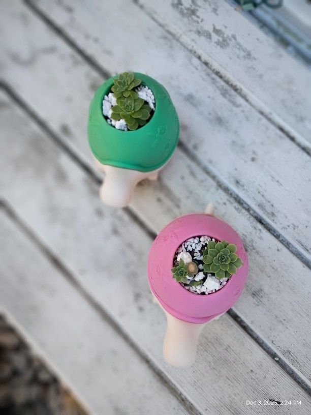 Succulents And Turtles