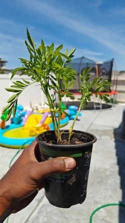Organic Marigold plants