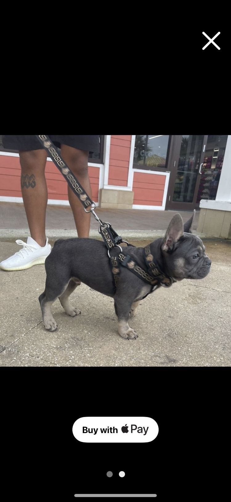 Dog Harness