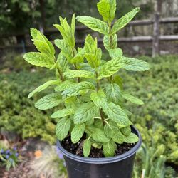 Spearmint Plant 5” Pot. Sammamish, Beaver Lake 