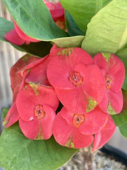 Crown of thorns A🌺