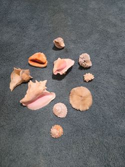 VINTAGE OLD HEAVY LARGE seashells see description