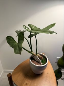 Philodendron Silver Sword in Ceramic Planter