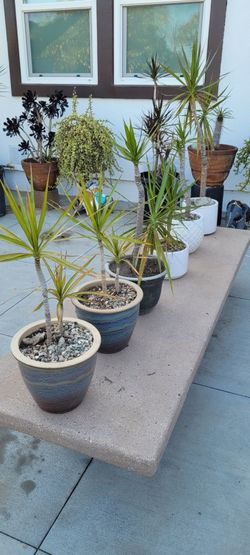 Dragon Tree Rooted in pot