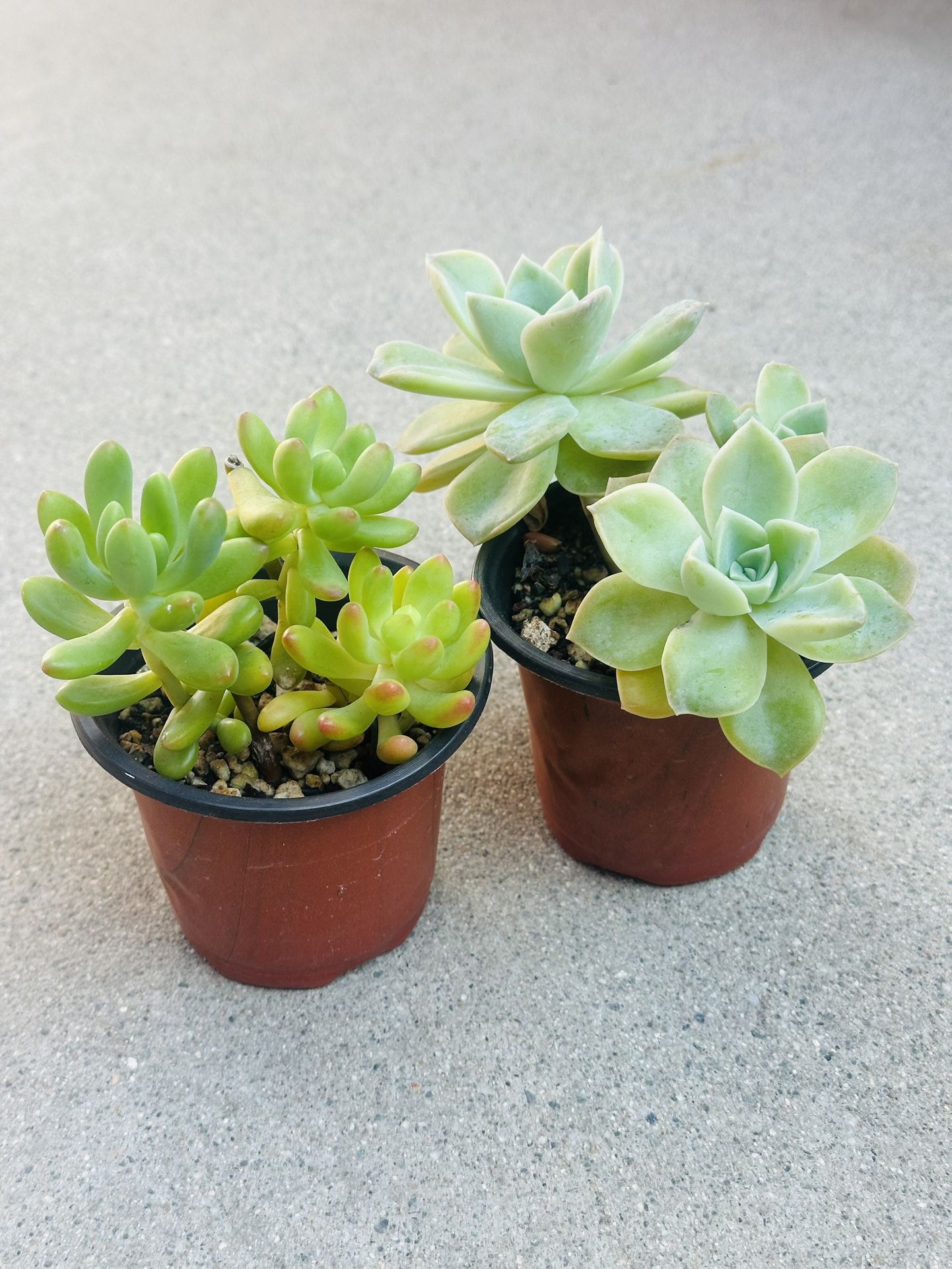Succulents plants 🪴（2 for $5）