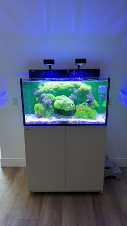 Fish tank for