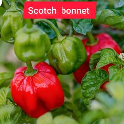 Scott Bonnet  Pepper  Plant 3gal 