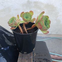 Succulent 