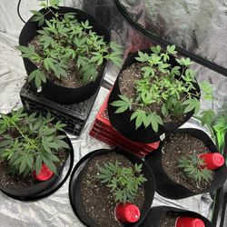 Grow Equipment 