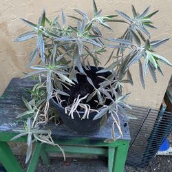 Kalanchoe Daigremontiana