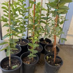 Pink Guava Trees 3F The Tall $35 Each Price Firm