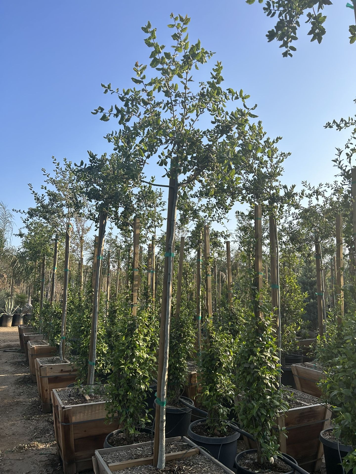 Live Oak Tree  Agrifolia Oak Tree 24” Box