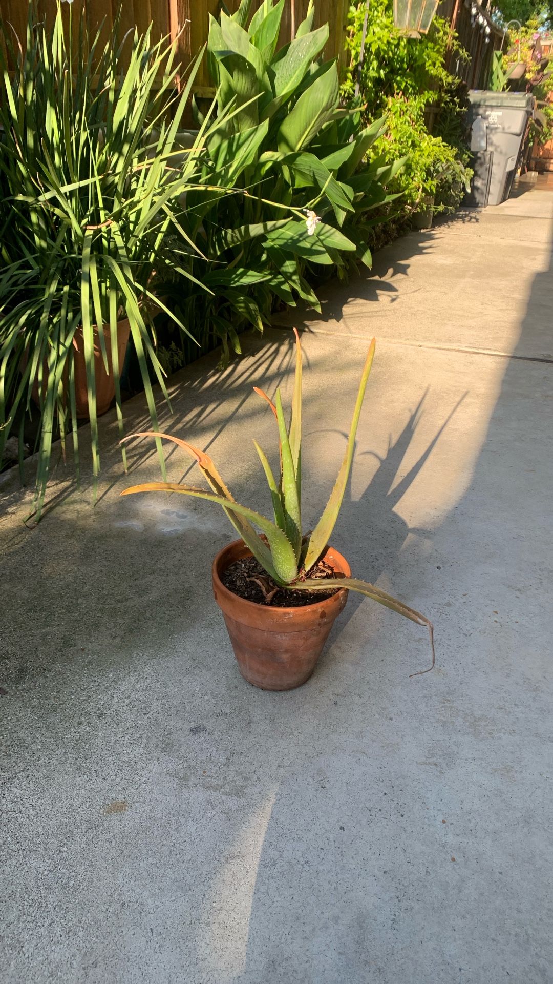 Aloe Vera