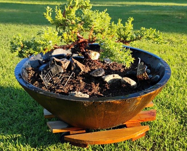 Japanese Juniper Bonsai