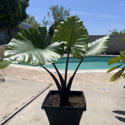 Medium Dark Star Plant 