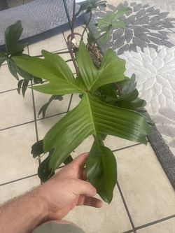 Florida Green Philodendron 