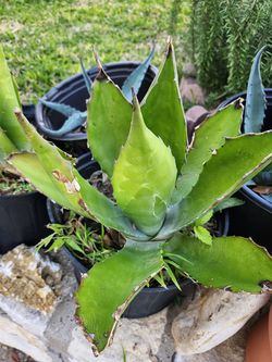Maguey