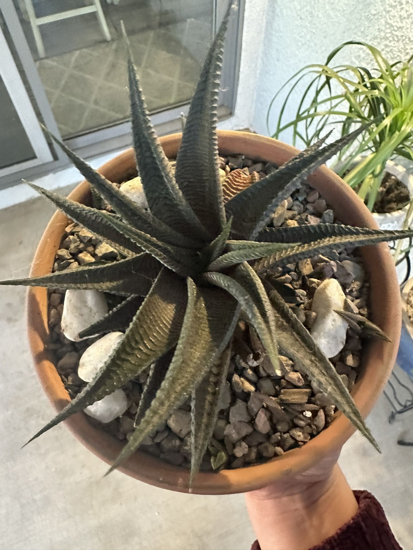 Cute Succulent
