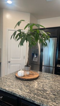 Plant