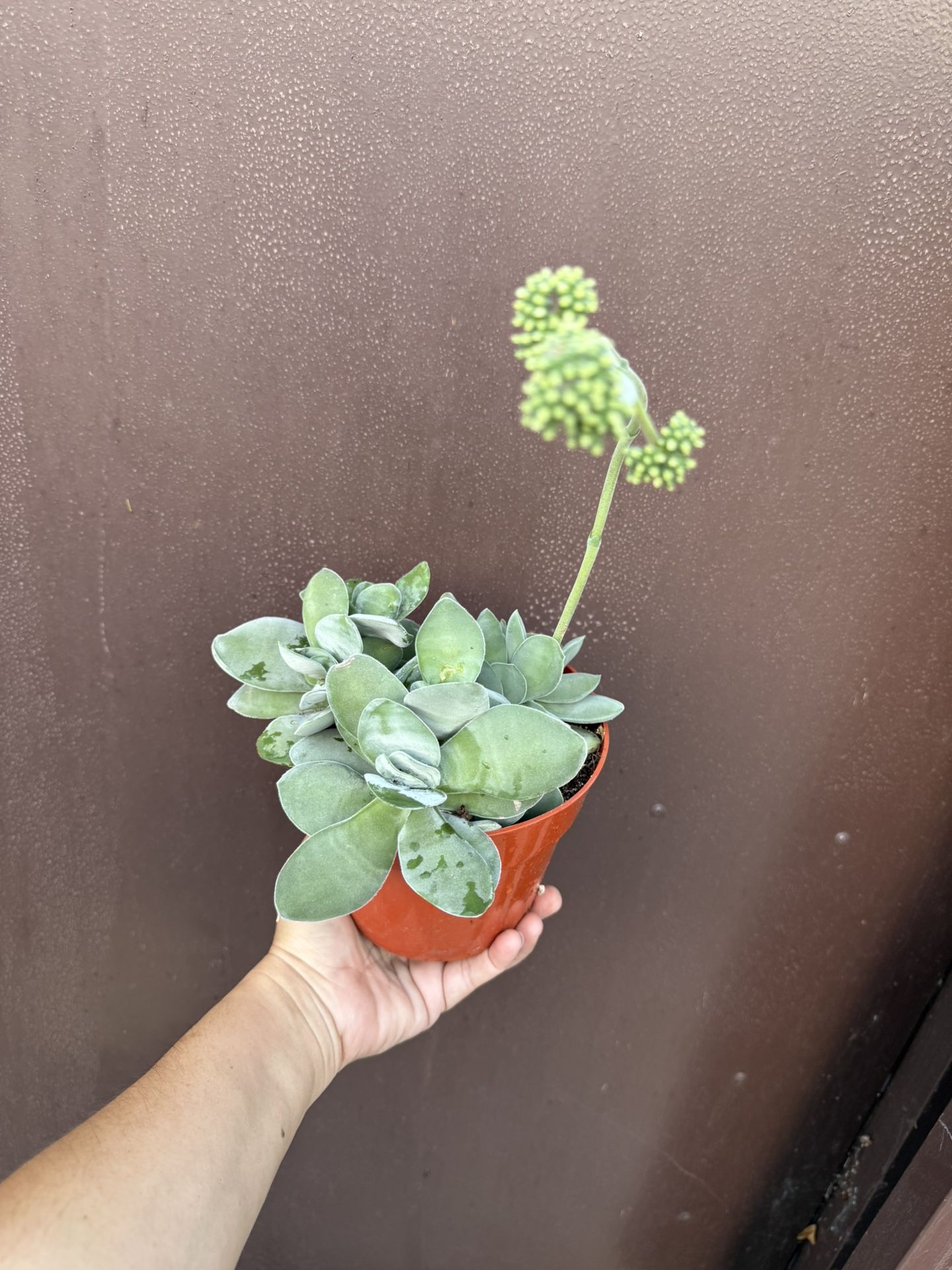 6” Crassula Succulent