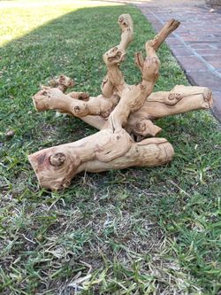 Lizard tree.