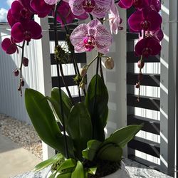 Arreglos De Orquideas Naturales 