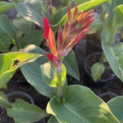 Canna Lillies No Longer Carry Red And Orange And  Flowers In A Gallon $15 Each Firm Price