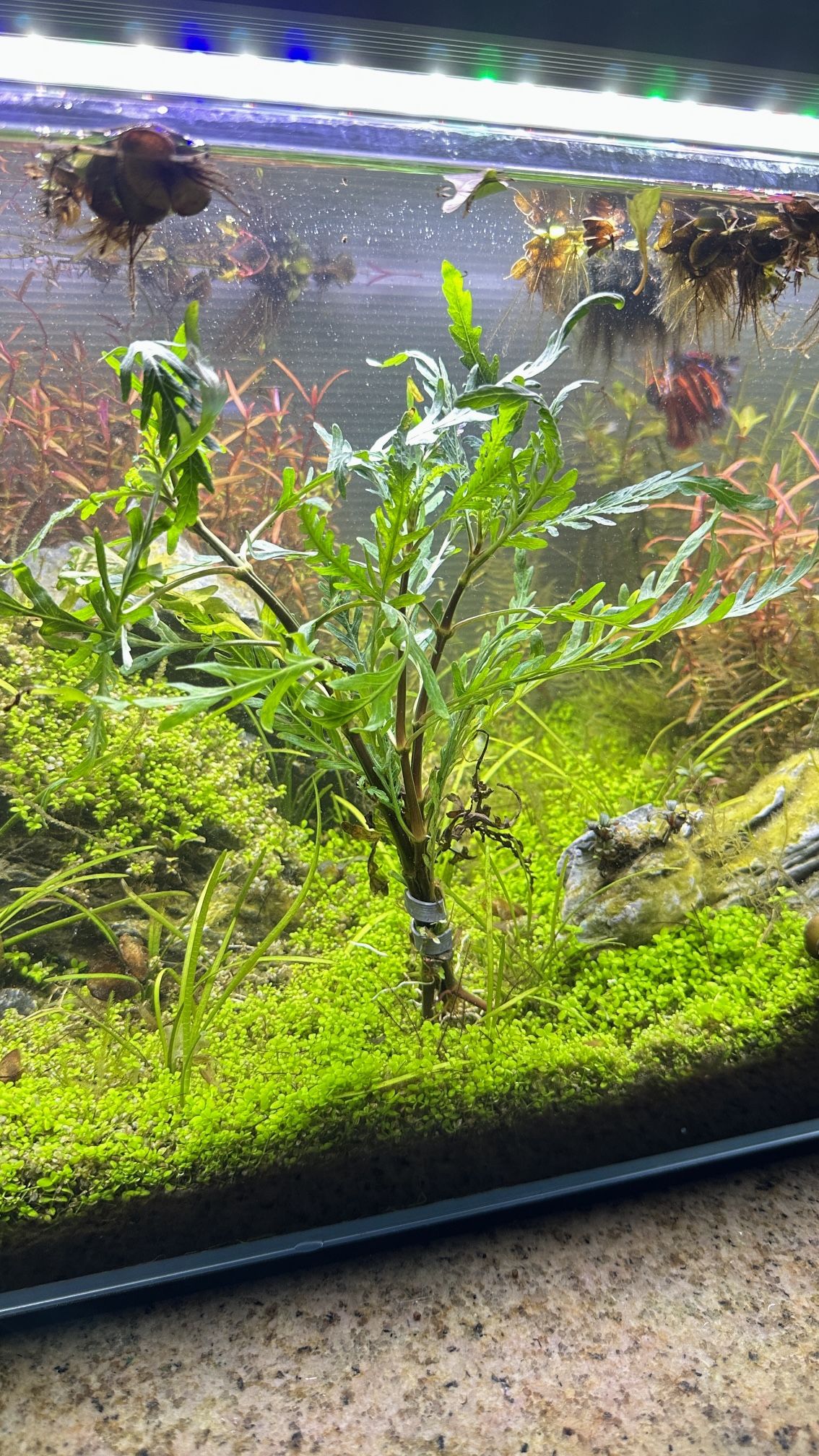 Hygrophila Pinnatifida Large Bundle! Live Aquarium Plant For Fish Tanks 