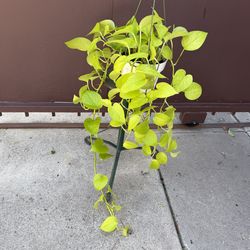 6” neon pothos