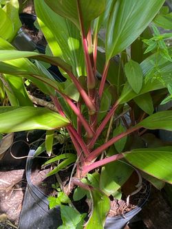 Cordyline