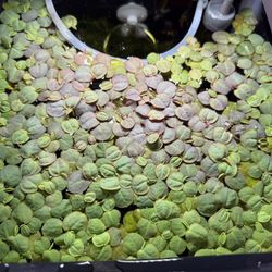 Red Root Floaters 