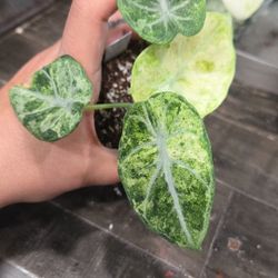 Alocasia Dragon Scale Mint 