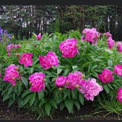 Peony plants