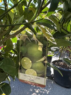 Mexican Key Lime Tree 15gal 