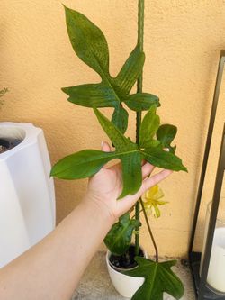 Philodendron Florida Beauty